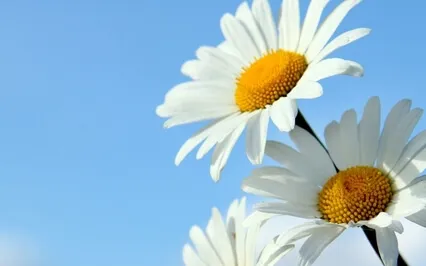 Guided Meditation With Ven. Pomnyun Sunim (Aug 9, 2020/S18)