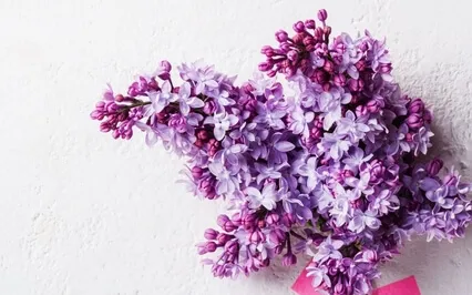 Guided Meditation With Ven. Pomnyun Sunim (Aug02, 2020/S17)