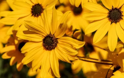 Guided Meditation With Ven. Pomnyun Sunim (Jul05, 2020/S13)