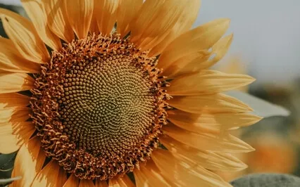 Guided Meditation With Ven. Pomnyun Sunim (Jul12, 2020/S14)