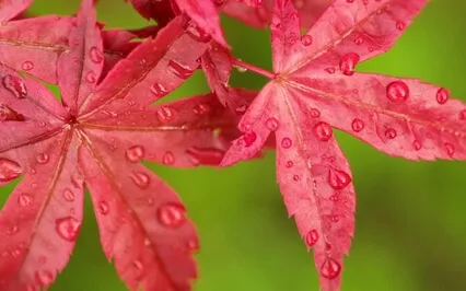 Guided Meditation With Ven. Pomnyun Sunim (Jul19, 2020/S15)