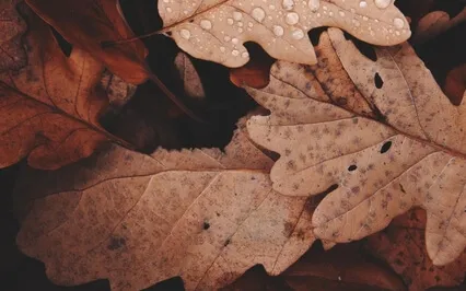 Guided Meditation With Ven. Pomnyun Sunim (Jul26, 2020/S16)