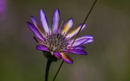 Guided Meditation With Ven. Pomnyun Sunim (June 28, 2020/S12)