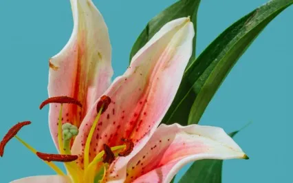 Guided Meditation With Ven. Pomnyun Sunim (June21, 2020/S11)