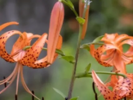 Guided Meditation With Ven. Pomnyun Sunim (May 17, 2020/S6)