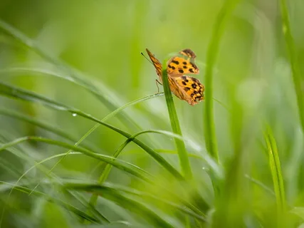 Guided Meditation With Ven. Pomnyun Sunim (May 31, 2020/S8)