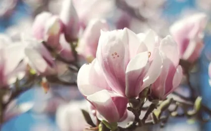 Guided Meditation With Ven. Pomnyun Sunim (Nov 8, 2020/S31) 