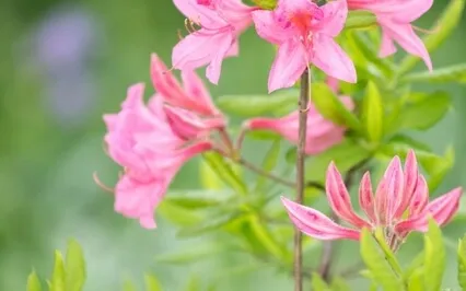 Guided Meditation With Ven. Pomnyun Sunim (Nov22, 2020/S33) 