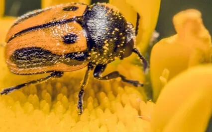 Guided Meditation With Ven. Pomnyun Sunim (Oct 25, 2020/S29)