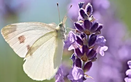 Guided Meditation With Ven. Pomnyun Sunim (Oct 4, 2020/S26)