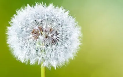 Guided Meditation With Ven. Pomnyun Sunim(Sep 20, 2020/S24)