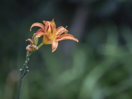 Guided Meditation With Ven Pomnyun Sunim