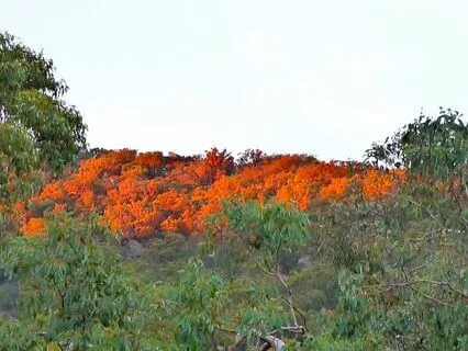 Serenity, The Heart, Insight And Presence