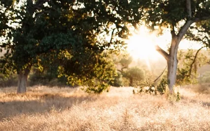 Guided Mindful Breathwork