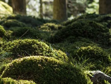 Nature Meditation For Grounding: Embrace Freedom & Healing