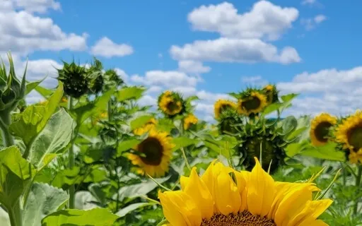 Guided Mindfulness Meditation: Observing The Senses