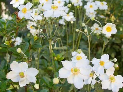 Guided Mindfulness of Breathing Meditation