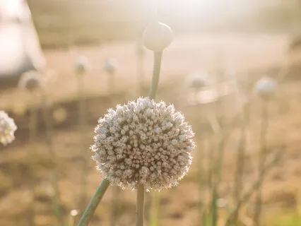 Guided Morning Meditation