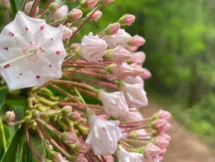 Guided Movement And Shaking For Stress Relief And Grounding