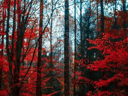 Guided Nap Practice For Deep Rest (15 Mins)