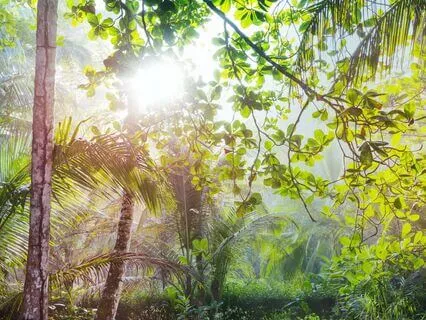 Guided Nature Sonic Voyage - Finding Peace And Serenity