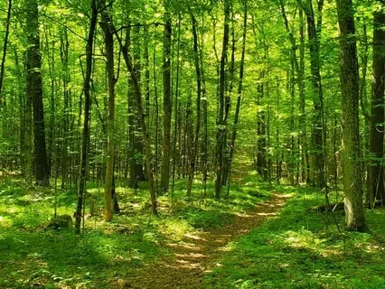 Guided Nature Walk For Inner Calm | With Nature Sounds