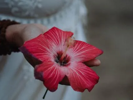 Guided Plant Spirit Meditation : Hibiscus