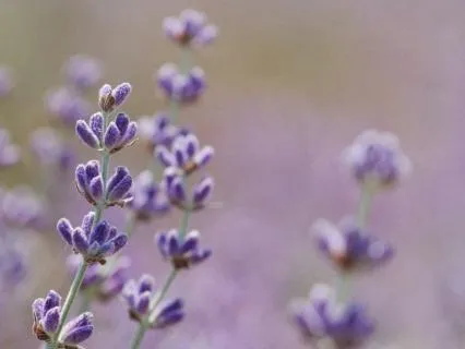 Guided Plant Spirit Meditation : Lavender