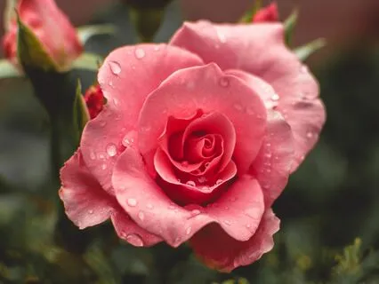 Guided Poetic Journaling For Beginners: Your Heart As A Rose