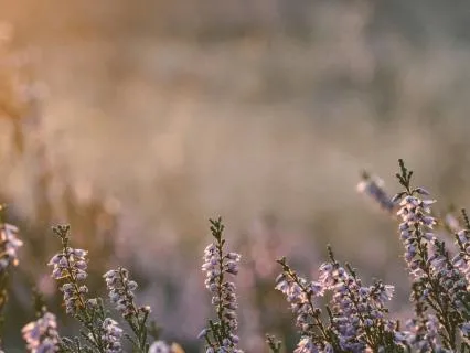 Guided Practice - Connecting To Your Inner Sanctuary