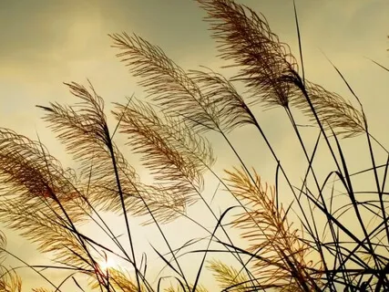 Guided Practice Of Breathwork Healing & Relaxation