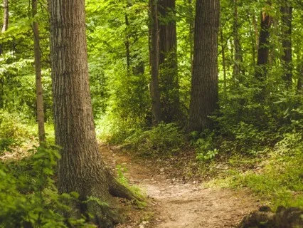 Guided Relaxation Meditation - A Walk In The Forest