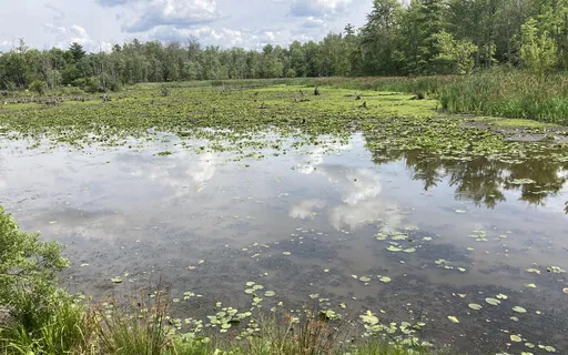 Learning From Our Interdependent Relationship With Nature