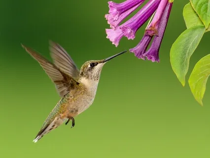 Guided Resting Meditation