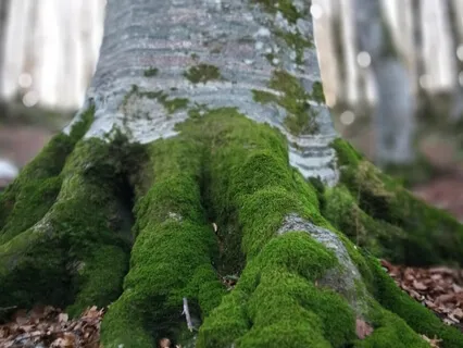 Guided Root Chakra Meditation