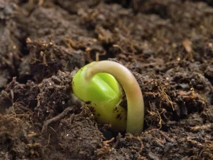 Guided Seedling