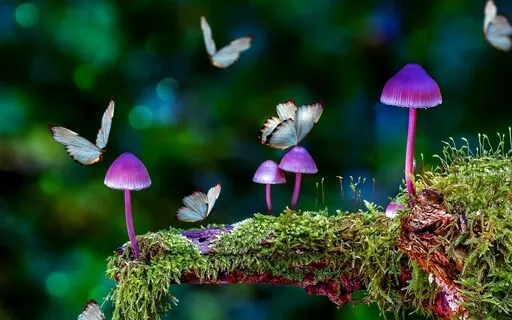 Guided  Self-Love With The Butterfly