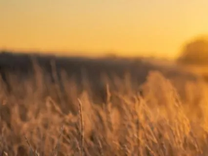 Guided Shamanic Journey: Abundance