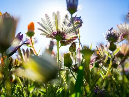 Guided Shamanic Journey For Clarity 