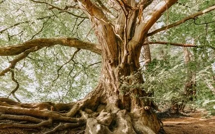 Guided Sound Bath | For Grounding