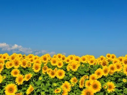 Guided Sound Healing Meditation With Singing Bowls