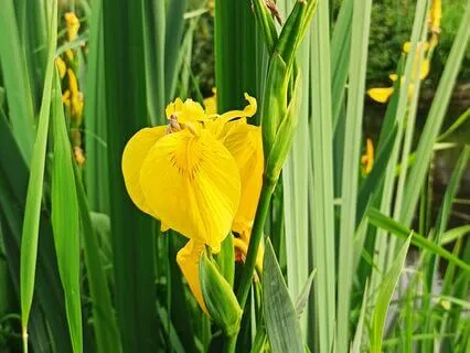 Standing Movement Meditation