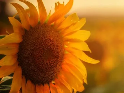 Sunflower Fields, Deep Relaxation & Inner Glow