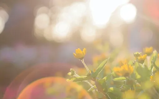 Guided Sunshine Mediation