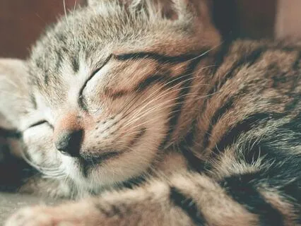 Guided To Sleep (10 Minute)