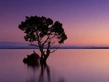 Guided Tree Practice