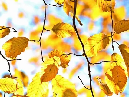 Guided Vipassana Meditation