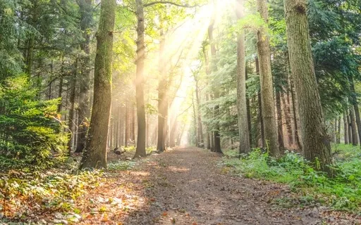 Guided Visualisation | Finding Purpose | Shamanic Journey