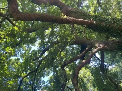 Guided Visualisation For Anxiety - Forest Walk