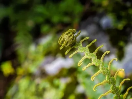 Guided Visualisation- Journey To Mother Gaia's Garden